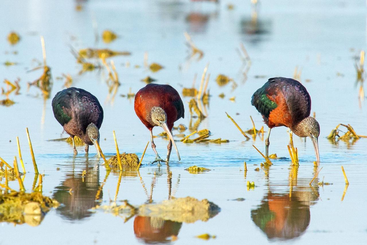 إشبيلية Casa De Los Pajaros المظهر الخارجي الصورة