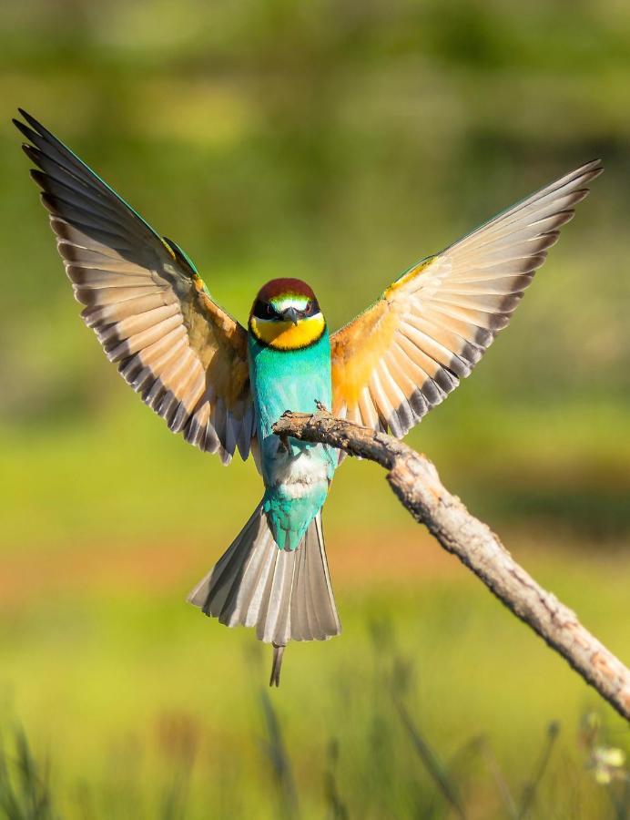 إشبيلية Casa De Los Pajaros المظهر الخارجي الصورة